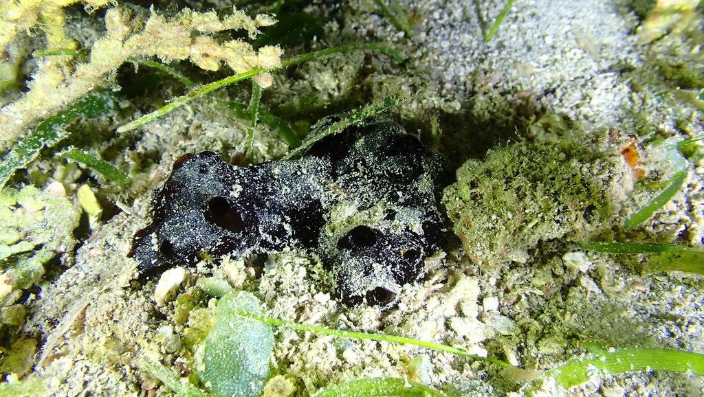 Iotrochota arenosa