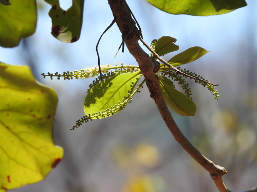 Almendro (Terminalia catappa)