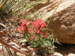 Castilleja scabrida scabrida