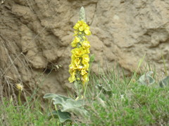 Verbascum macrurum