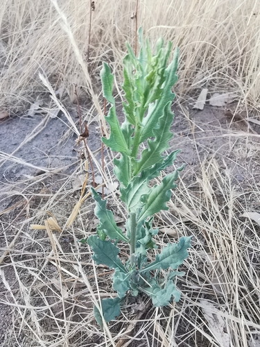Image of Helianthus laciniatus by (c) M. Socorro González Elizondo, some rights reserved (CC BY-SA)
