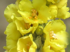Verbascum macrurum