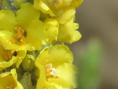 Verbascum macrurum