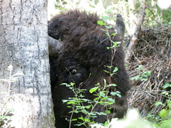 Bison bison athabascae