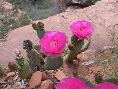 Opuntia aurea