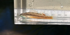 Blueface Darter photo 4