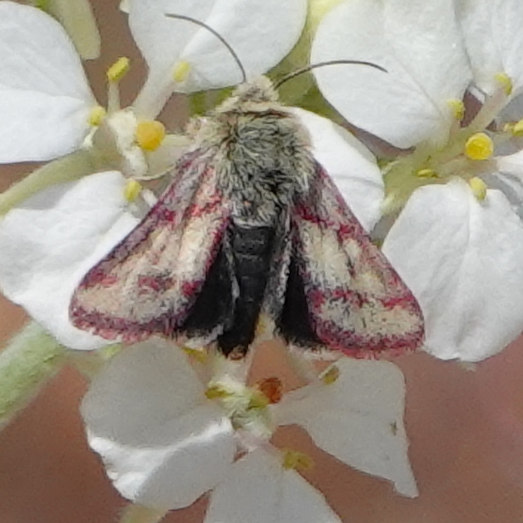 Red-lined Moth