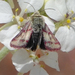 Red-lined Moth - Photo (c) Laurel Ladwig, some rights reserved (CC BY-NC-SA), uploaded by Laurel Ladwig