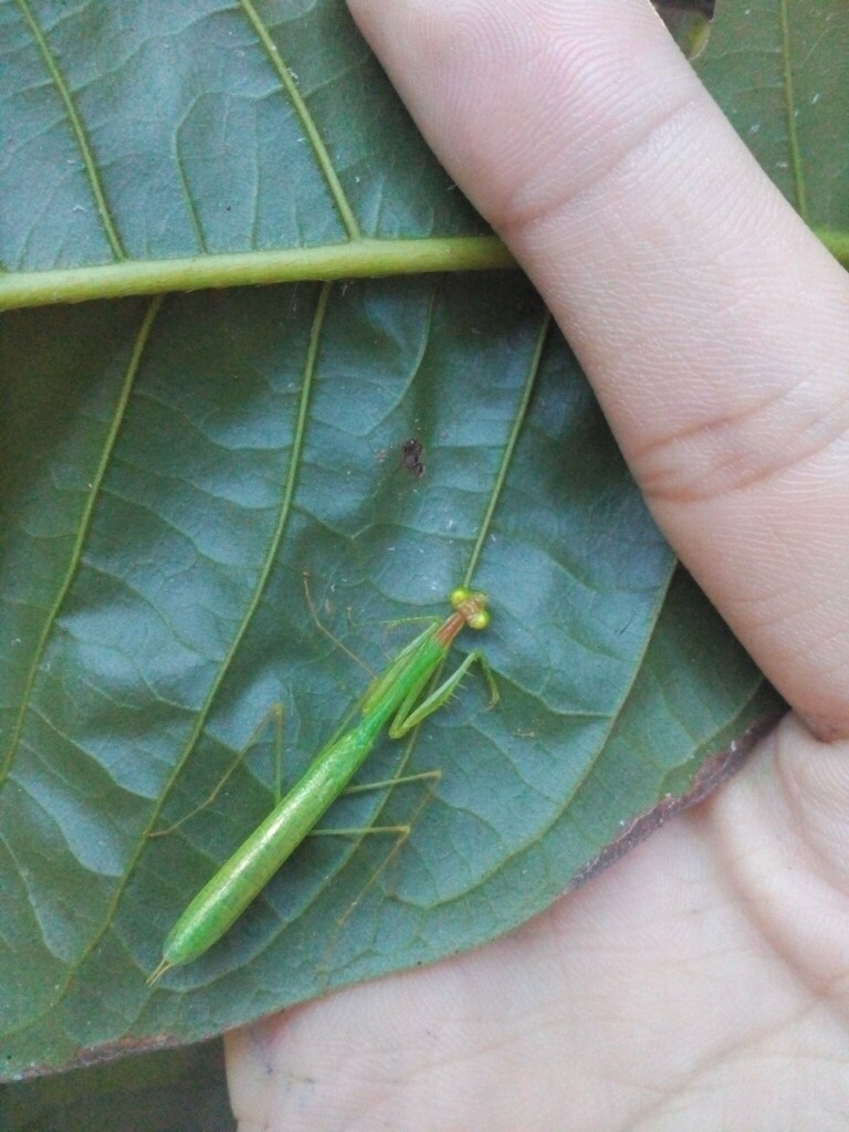 Aetaella bakeri