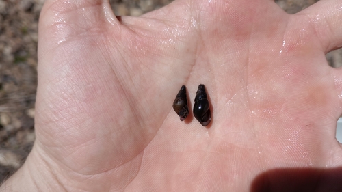 Goniobasis spillmanii, 2023-05-02