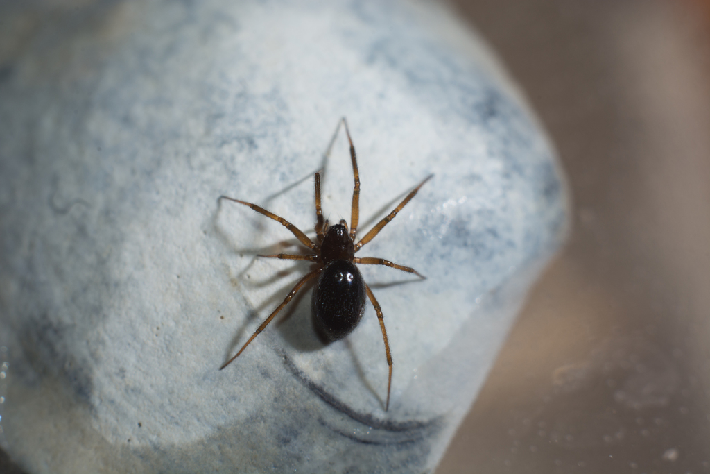 Centromerita bicolor