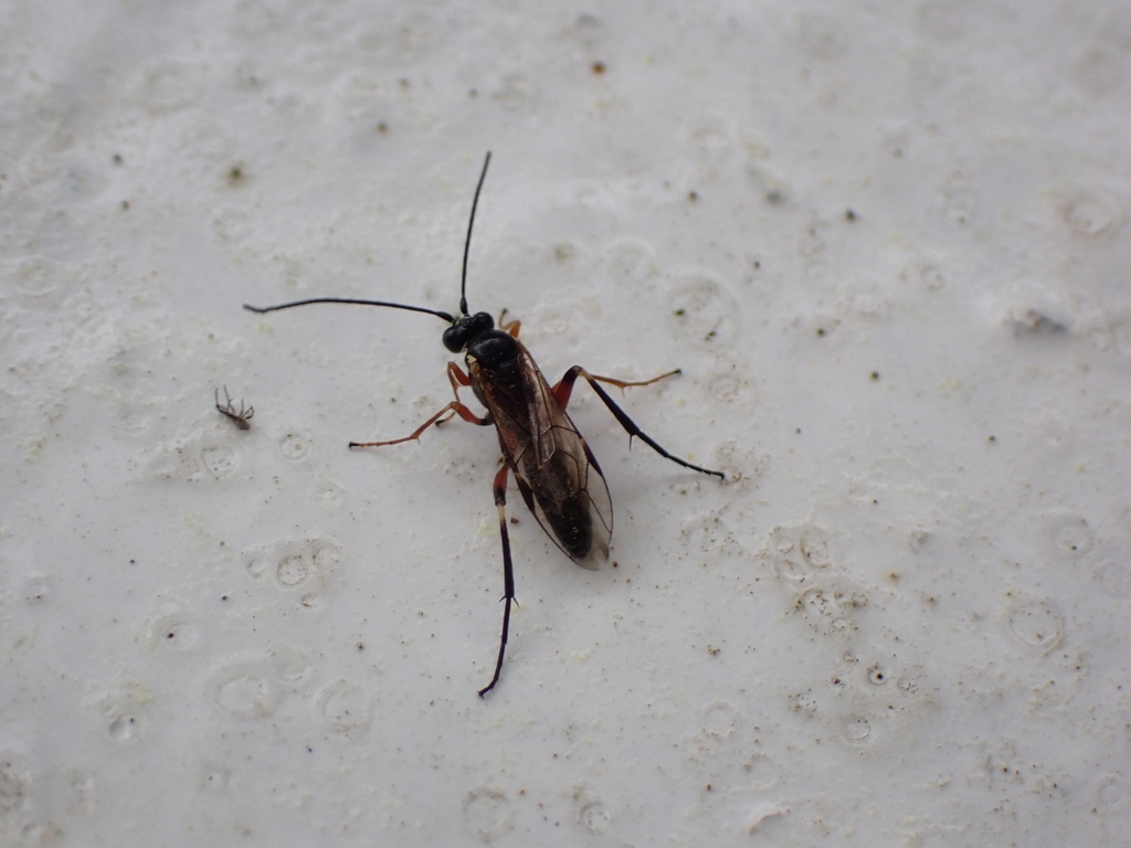 Pimpla nipponica