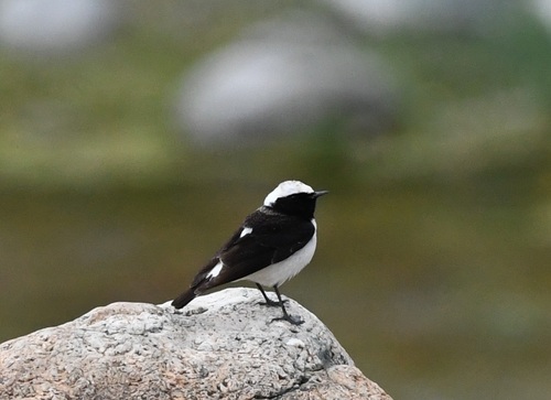 Pied Wheatear
