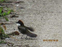 Arremon brunneinucha