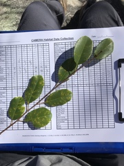 Frangula californica ursina