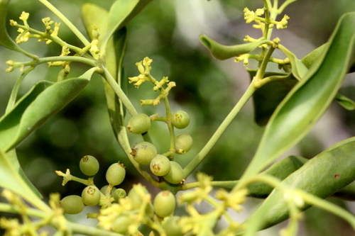 Notothixos Kurrajong Mistletoe (Notothixos cornifolius) · iNaturalist