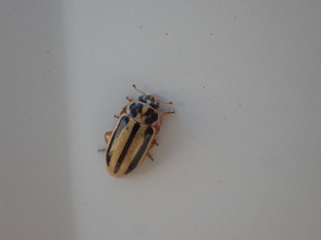 Episcopal Lady Beetle