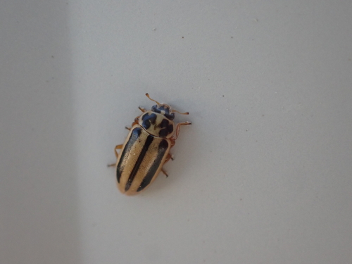 Episcopal Lady Beetle