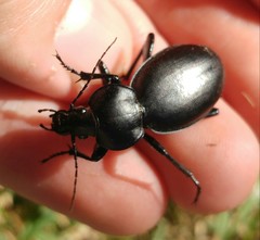 Carabus impressus