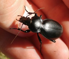 Carabus impressus