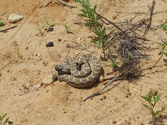 Sistrurus tergeminus