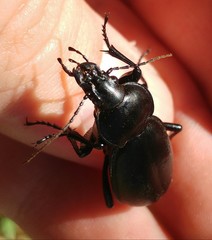 Carabus impressus