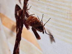 Phrictus moebiusi