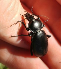 Carabus impressus