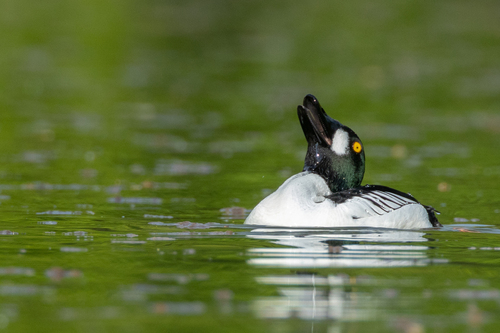 Common Goldeneye