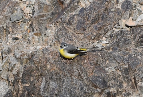 Grey Wagtail