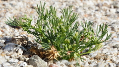 Spermolepis infernensis