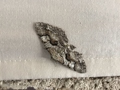 Cymatophora approximaria