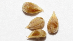 Spermolepis infernensis