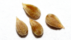 Spermolepis infernensis