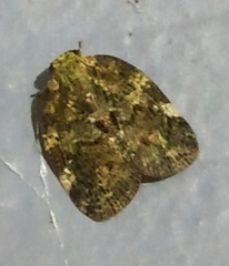 Aprivesa unimaculata