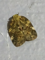 Aprivesa unimaculata