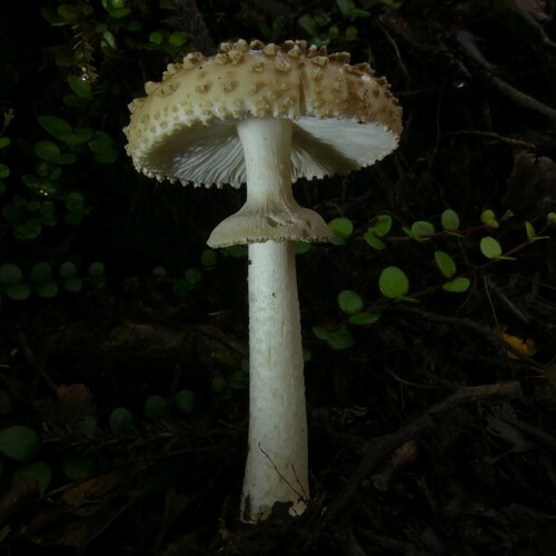 Amanita australis G.Stev.