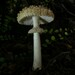 Far South Amanita - Photo (c) Steve Reekie, some rights reserved (CC BY-NC), uploaded by Steve Reekie