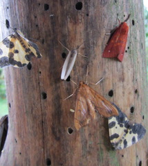 Anarmodia arcadiusalis