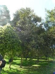 Citharexylum subflavescens