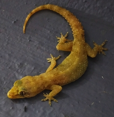 Hemidactylus brookii