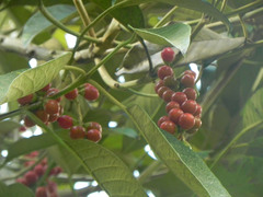 Citharexylum subflavescens