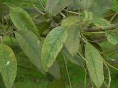 Citharexylum subflavescens