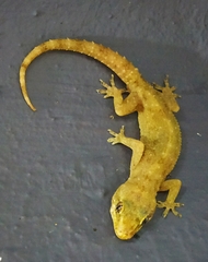 Hemidactylus brookii