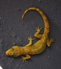 Hemidactylus brookii