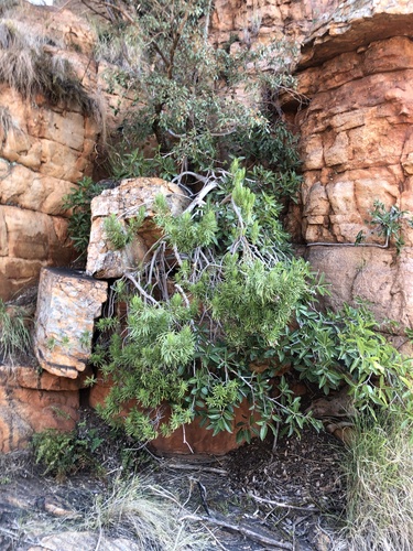 Kleinia barbertonica