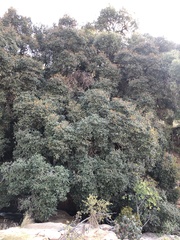 Meila (Mimusops laurifolia)