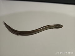 Chalcides striatus