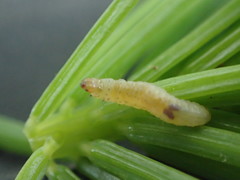 Zeiraphera canadensis