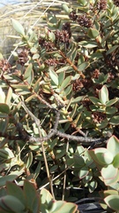 Veronica pinguifolia